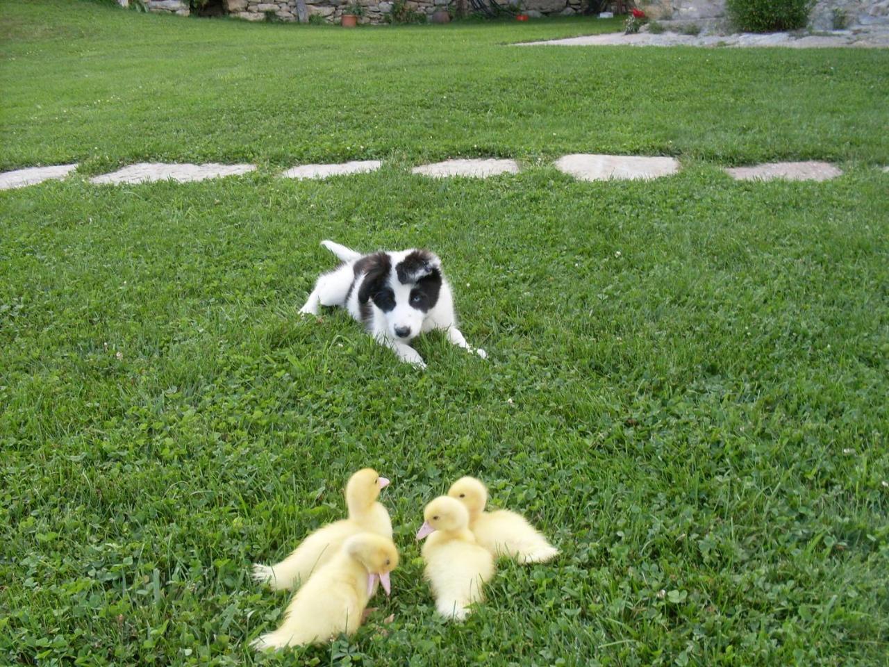 Can Gallo Llanars Ngoại thất bức ảnh